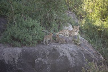 Leopar Kenya Afrika Vahşi hayvan kedi memelisi