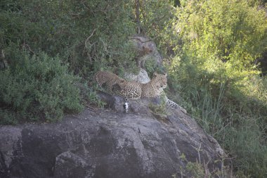 Leopar Kenya Afrika Vahşi hayvan kedi memelisi