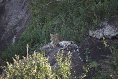 Leopar Kenya Afrika Vahşi hayvan kedi memelisi
