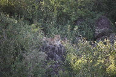 Leopar Kenya Afrika Vahşi hayvan kedi memelisi