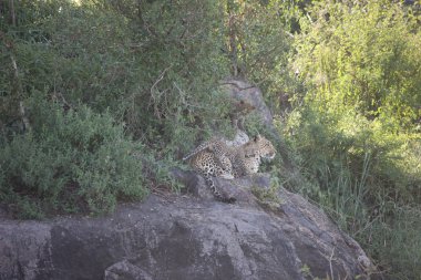 Leopar Kenya Afrika Vahşi hayvan kedi memelisi