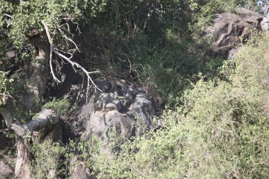 Leopar Kenya Afrika Vahşi hayvan kedi memelisi