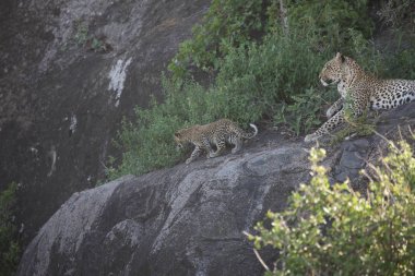 Leopar Kenya Afrika Vahşi hayvan kedi memelisi