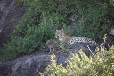 Leopar Kenya Afrika Vahşi hayvan kedi memelisi