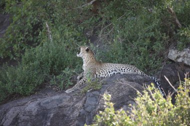 Leopar Kenya Afrika Vahşi hayvan kedi memelisi
