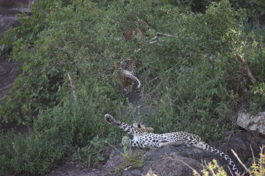 Leopar Kenya Afrika Vahşi hayvan kedi memelisi
