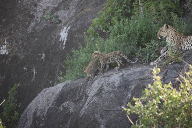 Leopar Kenya Afrika Vahşi hayvan kedi memelisi