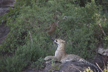 Leopar Kenya Afrika Vahşi hayvan kedi memelisi