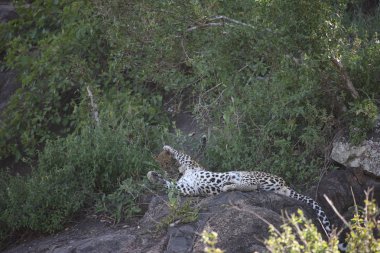 Leopar Kenya Afrika Vahşi hayvan kedi memelisi