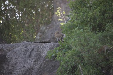 Leopar Kenya Afrika Vahşi hayvan kedi memelisi