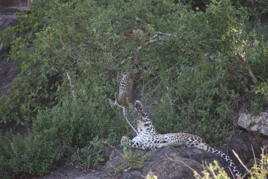 Leopar Kenya Afrika Vahşi hayvan kedi memelisi