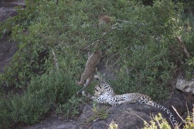 Leopar Kenya Afrika Vahşi hayvan kedi memelisi