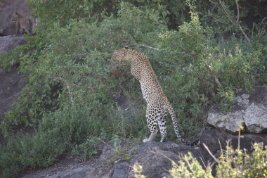 Leopar Kenya Afrika Vahşi hayvan kedi memelisi