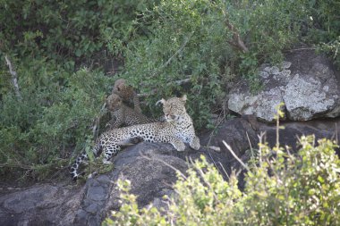 Leopar Kenya Afrika Vahşi hayvan kedi memelisi