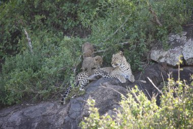Leopar Kenya Afrika Vahşi hayvan kedi memelisi