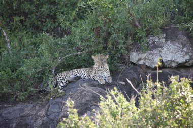 Leopar Kenya Afrika Vahşi hayvan kedi memelisi