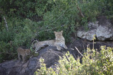 Leopar Kenya Afrika Vahşi hayvan kedi memelisi