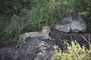 Leopar Kenya Afrika Vahşi hayvan kedi memelisi