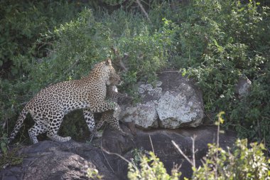 Leopar Kenya Afrika Vahşi hayvan kedi memelisi