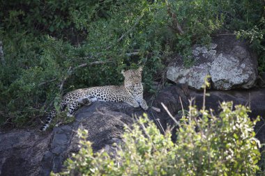 Leopar Kenya Afrika Vahşi hayvan kedi memelisi