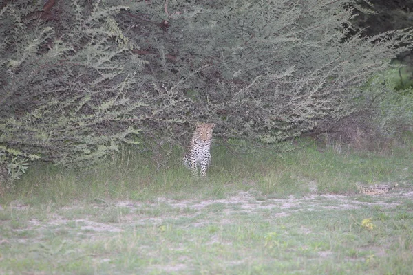 Leopar Kenya Afrika Vahşi hayvan kedi memelisi — Stok fotoğraf