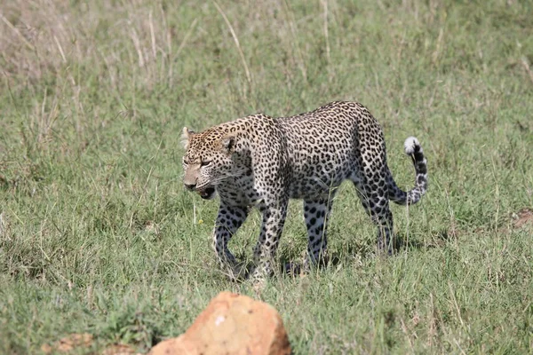 Leopard Kenya Africa savannah wild animal cat mammal — Stock Photo, Image