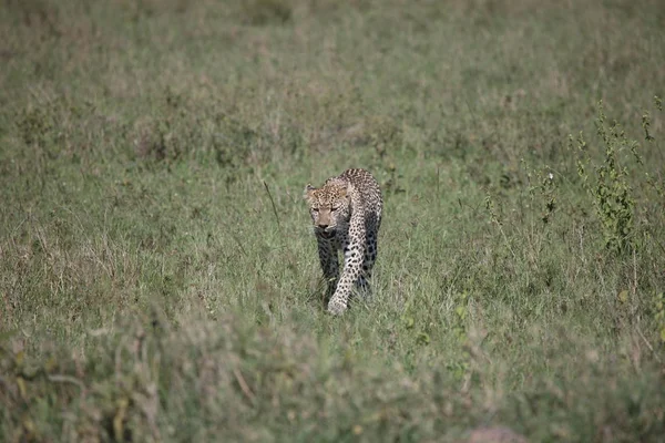Leopard Kenya Afrika savann vilda djur katt däggdjur — Stockfoto