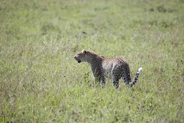 Leopárd Kenya Afrika szavannah vadon élő állat macska emlős — Stock Fotó