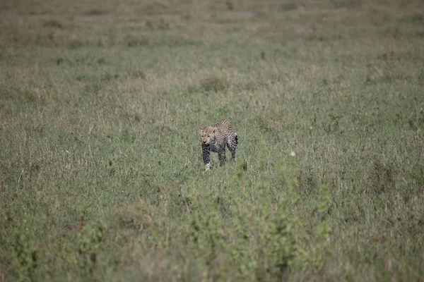 Leopar Kenya Afrika Vahşi hayvan kedi memelisi — Stok fotoğraf