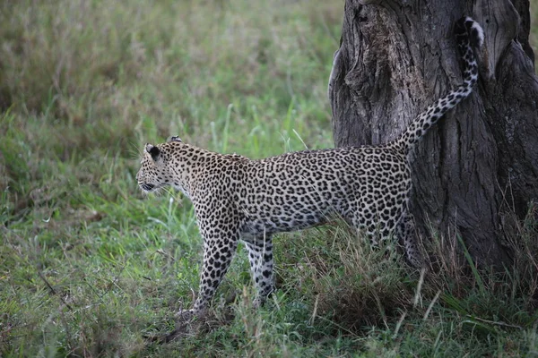 Leopardo Kenya Africa savana animale selvatico gatto mammifero — Foto Stock