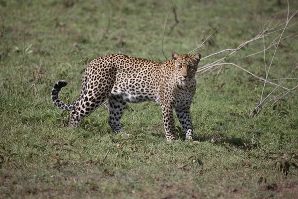 Leopardo Quênia África savana animal selvagem gato mamífero — Fotografia de Stock