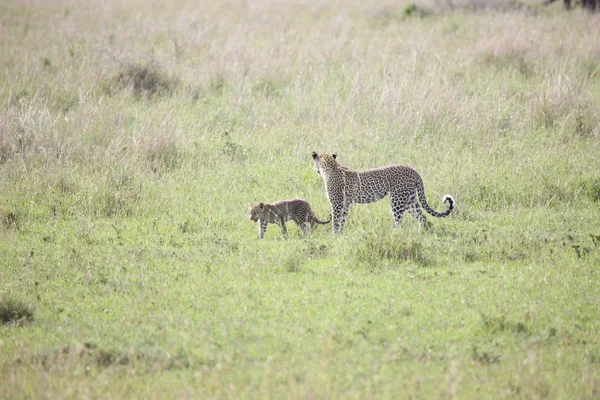 Leopar Kenya Afrika Vahşi hayvan kedi memelisi — Stok fotoğraf