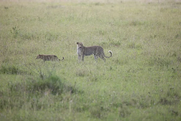 레퍼드 케냐 사바나 야생 고양이 포유류 — 스톡 사진