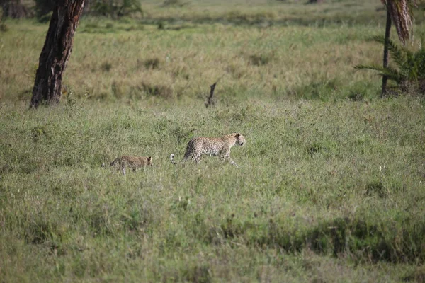 Luipaard Kenia Afrika savanne wild dier kat zoogdier — Stockfoto