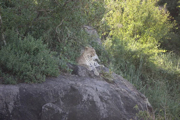 Leopardo Quênia África savana animal selvagem gato mamífero — Fotografia de Stock