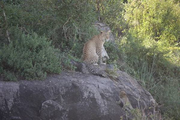 Leopardo Quênia África savana animal selvagem gato mamífero — Fotografia de Stock