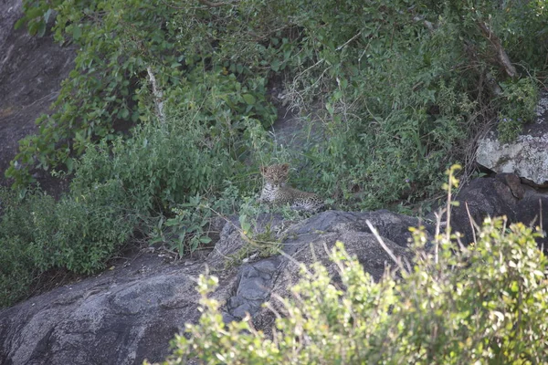 Leopard Kenya Africa savannah animal salvaje gato mamífero — Foto de Stock