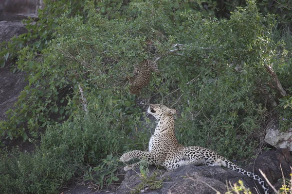 Leopardo Quênia África savana animal selvagem gato mamífero — Fotografia de Stock