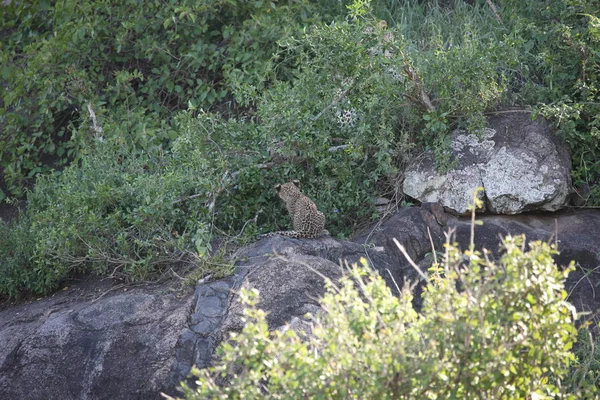 Leopard Kenya Africa savannah wild animal cat mammal