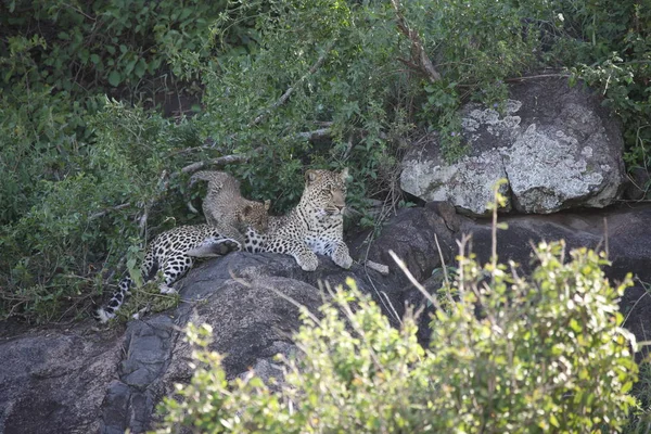 Leopardo Quênia África savana animal selvagem gato mamífero — Fotografia de Stock