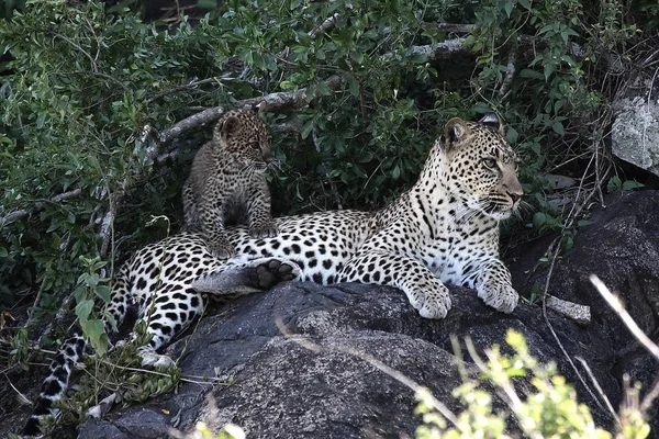 Leopardo Kenya Africa savana animale selvatico gatto mammifero — Foto Stock