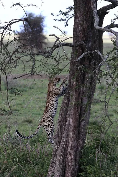 Леопард Кения Африка саванна дикое животное млекопитающее кошки — стоковое фото