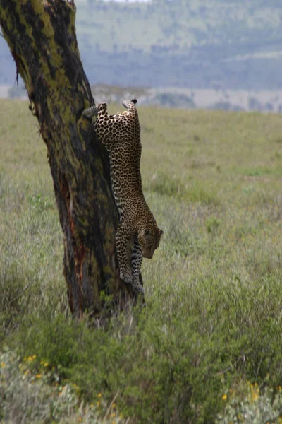 Leopard Kenia Afrika Savanne Wildtier Katze Säugetier — Stockfoto