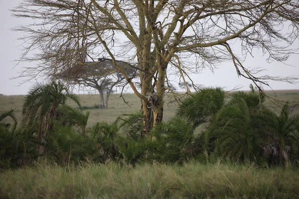 Leopard Kenya Afrika savanne ville dyr pattedyr stockbilde