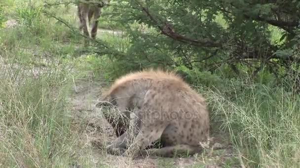 Hyena Quênia África savana animal selvagem mamífero — Vídeo de Stock