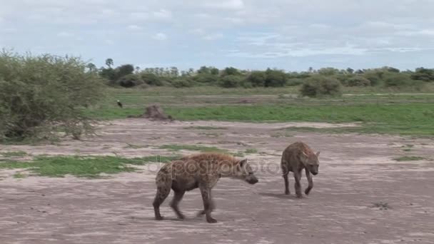 Hyena Kenya Africa savannah wild animal mammal — Stock Video