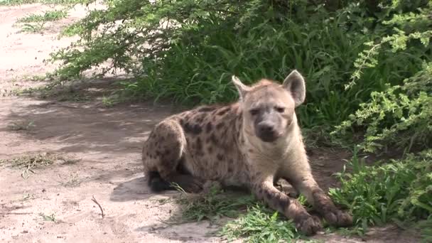 Sırtlan Kenya Afrika savana vahşi hayvan memeli — Stok video