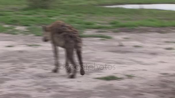 Hyena Quênia África savana animal selvagem mamífero — Vídeo de Stock