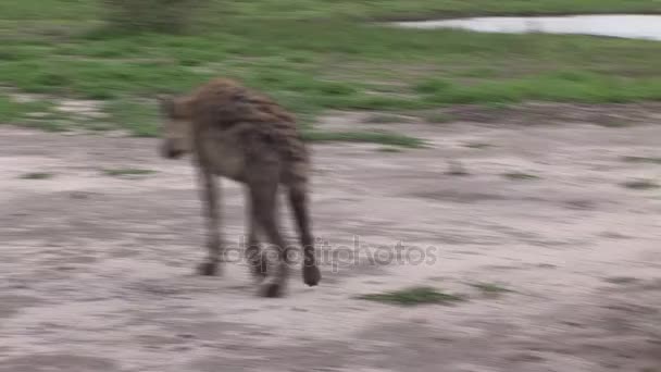 Hyena Kenya Afrika savann vilda djur däggdjur — Stockvideo