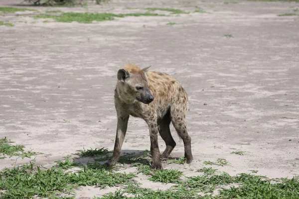 Hyena Kenia Afrika savanne wild dierlijke zoogdieren — Stockfoto